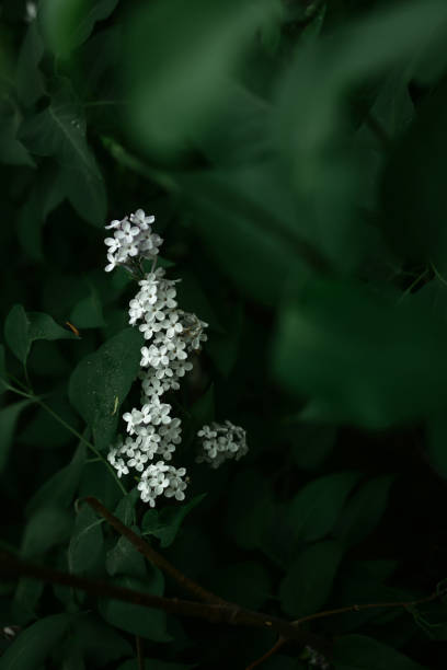 istock Beautiful apple blossom. Dark spring background with soft focus. 1333695705