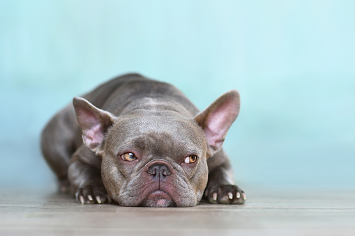 Sulking lilac brindle French Bulldog dog with yellow eyes looking to side in front of blue wall