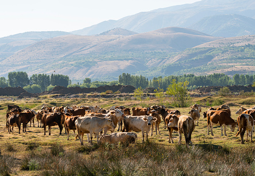 Brown cows are grazing on a meadow in Erzincan, Turkey
