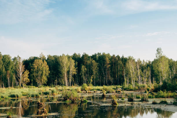 A swamp among dense forest and grass. Landscape on the screen saver.