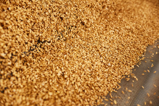 istock Abundance of golden wheat grains 1333697321