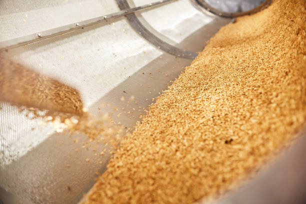 istock Golden wheat grains sorting and drying in the machine 1333697329