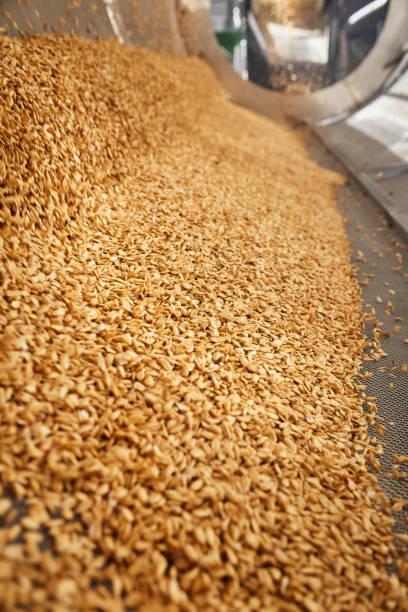 istock Golden wheat grains sorting and drying in the machine 1333697336