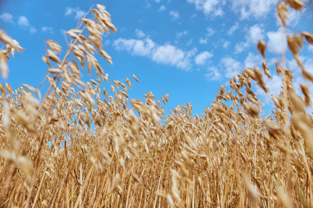 istock Golden wheat stems growing in the field 1333697337
