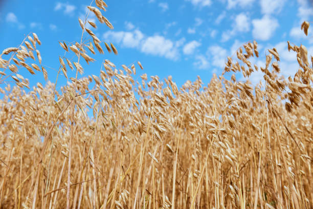 istock Golden wheat harvest in the field 1333697344