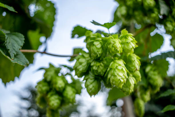 istock Fresh hops, closeup shot. Beer concept 1333697720