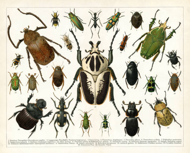 stockillustraties, clipart, cartoons en iconen met different beetle insects isolated on white 1898 - kever