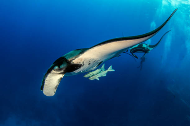 istock Manta Ray at Isla Revillagigedos, Mexico 1333701005