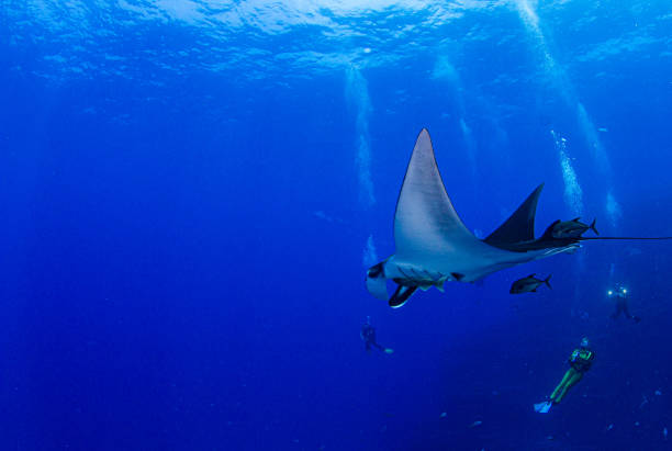 istock Manta Ray at Isla Revillagigedos, Mexico 1333701055