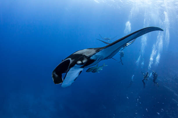 istock Manta Ray at Isla Revillagigedos, Mexico 1333701074