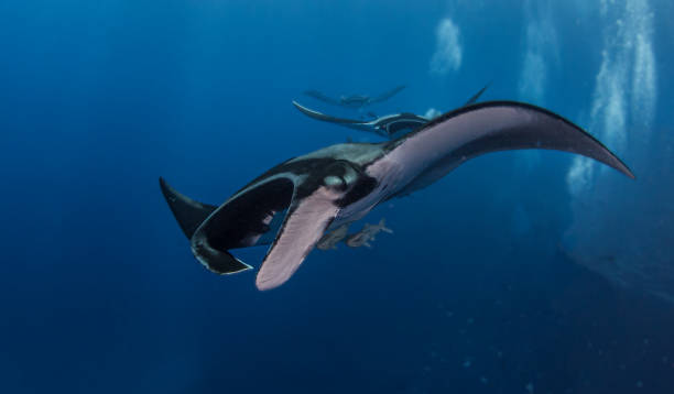 istock Manta Ray at Isla Revillagigedos, Mexico 1333701080