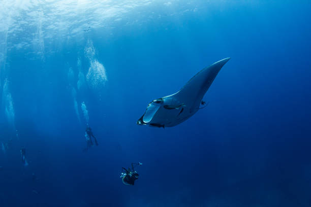 istock Manta Ray at Isla Revillagigedos, Mexico 1333701107