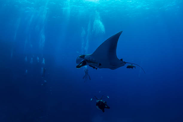 istock Manta Ray at Isla Revillagigedos, Mexico 1333701140
