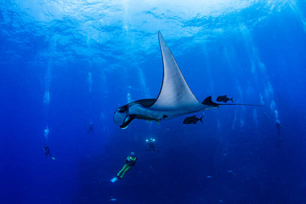 istock Manta Ray at Isla Revillagigedos, Mexico 1333701186