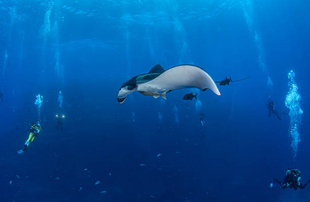 istock Manta Ray at Isla Revillagigedos, Mexico 1333701267