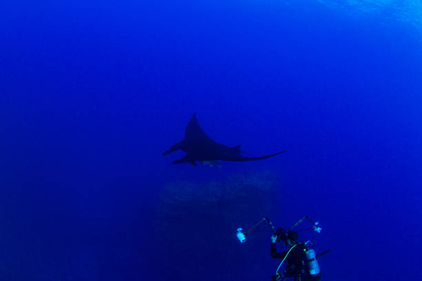 Black Manta Ray at Islas Revillagigedos, Mexico