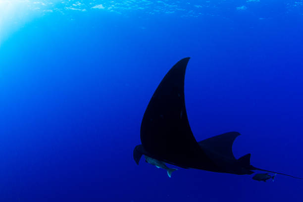 Black Manta Ray at Islas Revillagigedos, Mexico