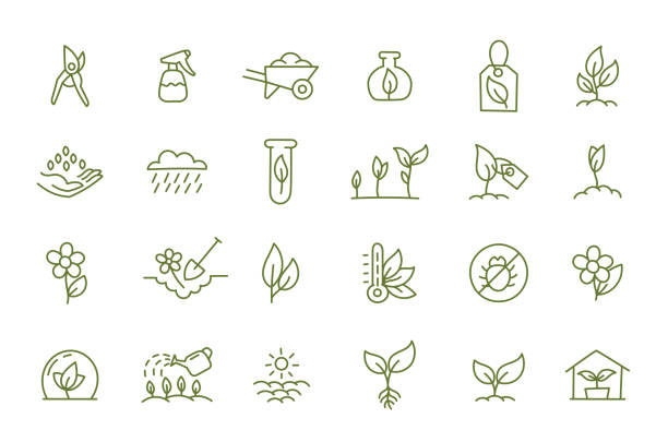 Agriculture and gardener. Set of icons. Horticulturist plant growing and care. How to grow. Sowing seeds. Vector flat. Open paths. Editable stroke. Agriculture and gardener. Set of horticulturist icons. Plant growing and care. How to grow. Sowing seeds. Light water and temperature. Vector flat collection. Open paths. Editable stroke. sow stock illustrations