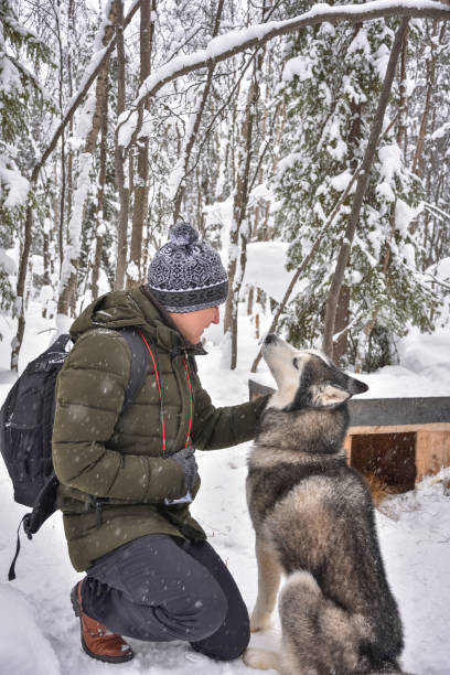 istock a man posing with a husky on a chain near a booth in a snowy forest 1333702019