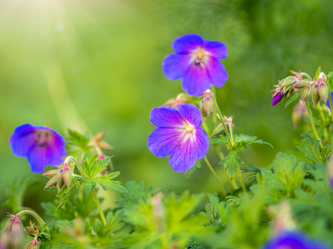 Blue and purple flowers of Geranium wallichianum. Summer or spring flower background.
