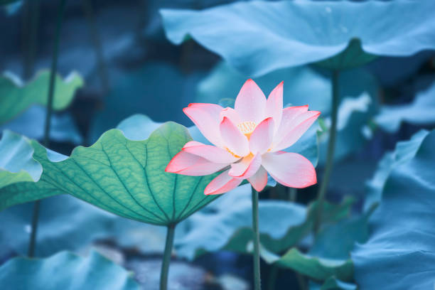istock Pink lotus flowers among green leaves 1333702957