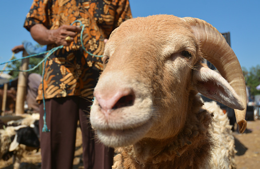 West Java, Indonesia (August 12, 2021). A merchant is holding his sheep at Livestock market. Every Monday and Thursday, Hundreds of merchants and buyers are gathered in a traditional livestock market. In this market, the merchants are selling Cows, Sheeps, and Goats for farming needs and also for daily consumable demands.