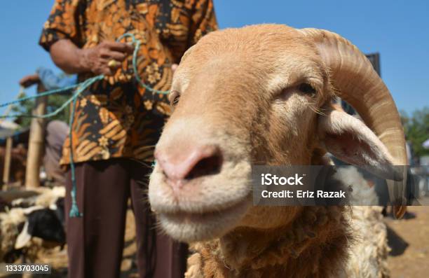Livestock Merchant Stock Photo - Download Image Now - Cow, Indonesian People, Asia