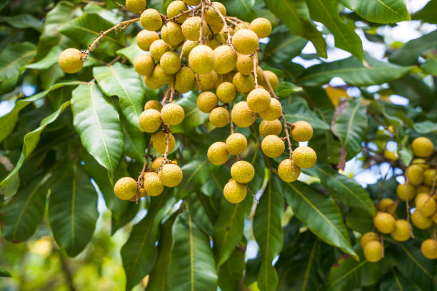 kuvapankkikuvat ja rojaltivapaat kuvat aiheesta tuore longan puun oksalla - longan