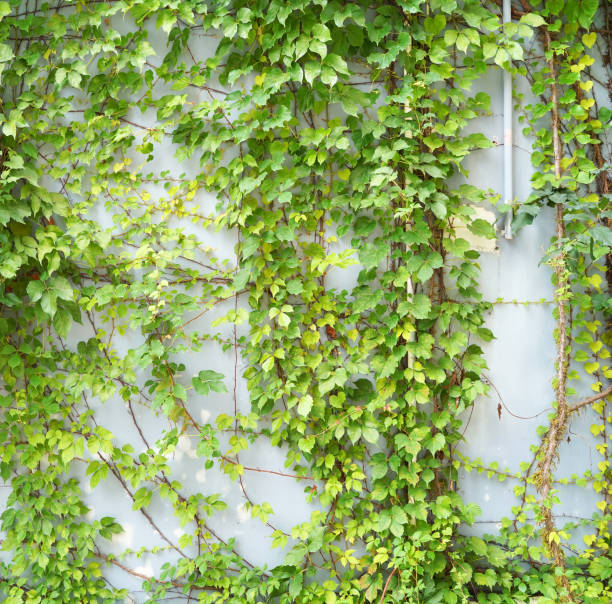 istock Ivy twig with small green leaves isolated on wall 1333703076