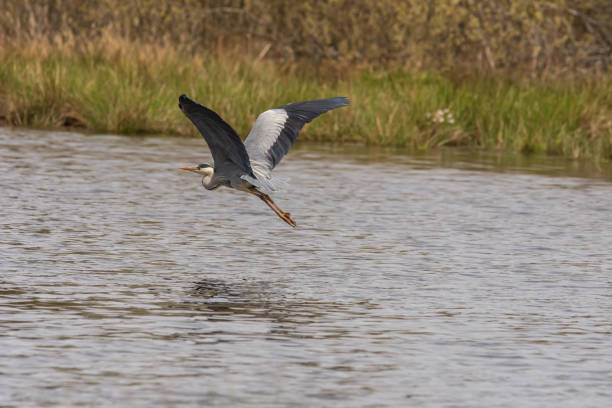 istock Gray heron flies low over a lake 1333703593