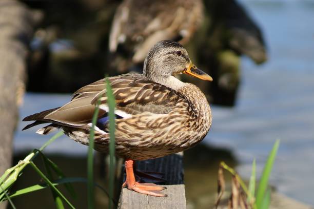 istock Wild brown duck in summer. Female wild duck. 1333704801