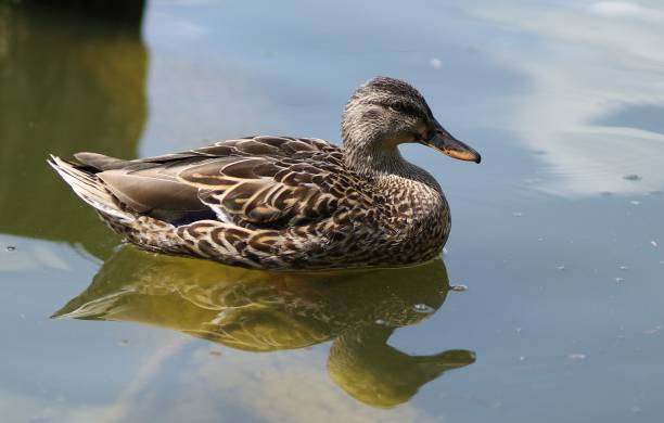 istock Wild duck on the water. Brown duck on the lake 1333704812