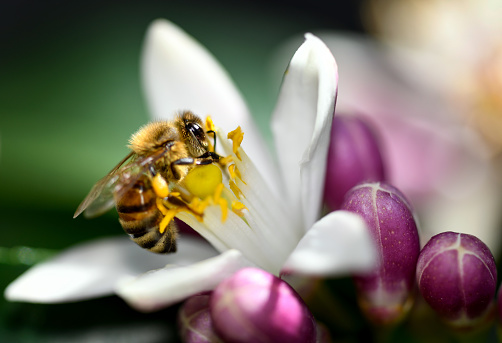 Photographed is European Honey Bee harvesting pollen from the buds of a lemon tree in a Brisbane garden.
