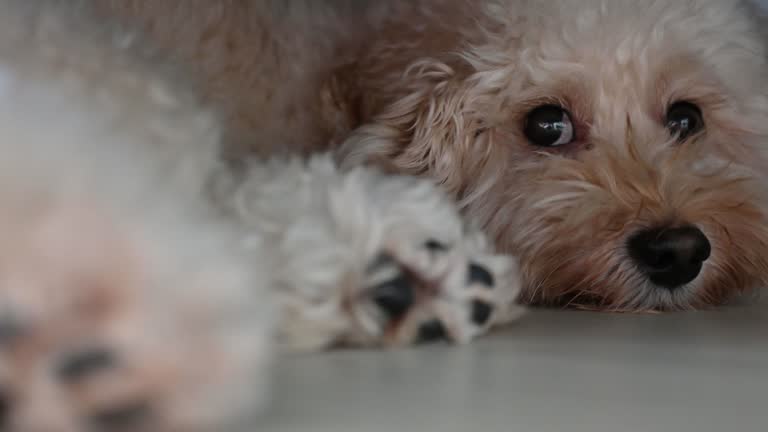 toy poodle hiding under sofa looking at camera feeling sad