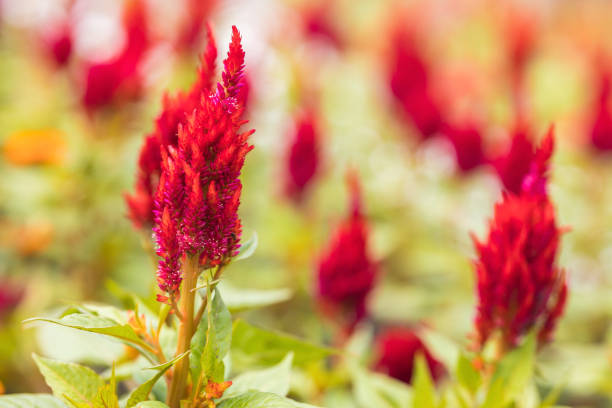 Red cockscomb flower blooming (Celosia cristata ) close-up on a blurry background