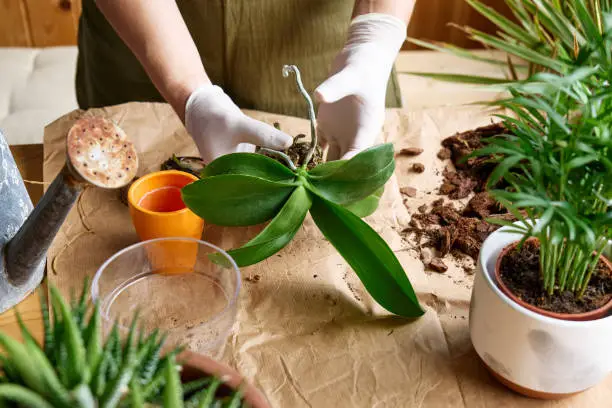 Photo of The hands of woman transplanting orchid into another pot on the table, cut out rotten roots,  taking care of plants and home flowers. Home gardening.