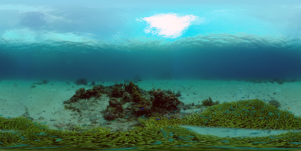 Tropical Seascape Underwater Life. Tropical underwater sea fish. Philippines. 360 panorama VR.