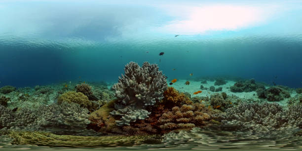 istock Coral reef and tropical fish. Philippines. 360-Degree view 1333706437