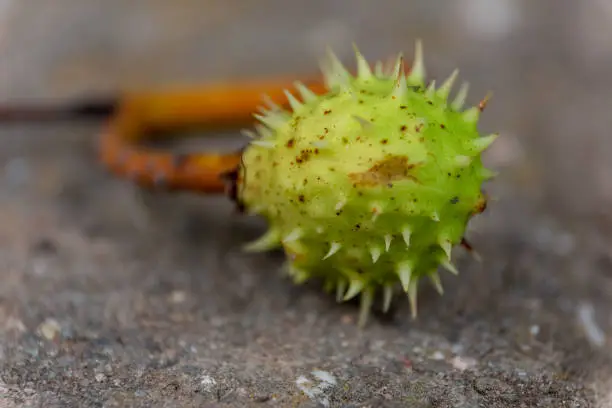 Spiky green husk on the fruit of a plant in a low angle view lying on the ground outdoors with lateral copyspace