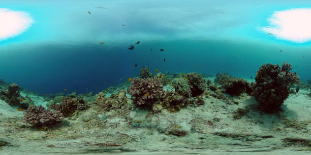 istock Coral reef with fish underwater. Philippines. Virtual Reality 360 1333706986