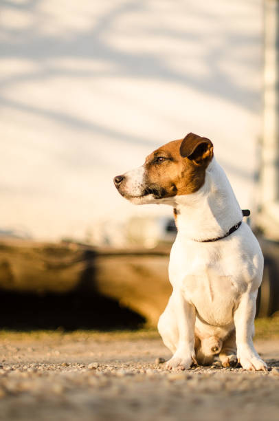 istock Jack Russell Terrier sits and watches 1333707835