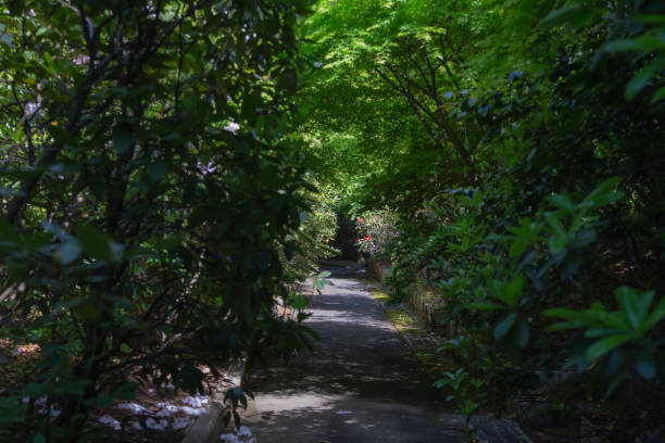 istock Concrete path covered by flowers in Kanagawa, Japan. 1333708551