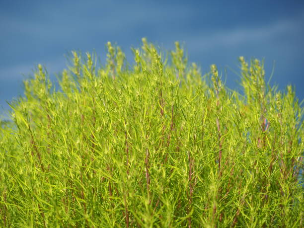 Kochia, green fluffy plant Kochia, green fluffy plant ragweed stock pictures, royalty-free photos & images