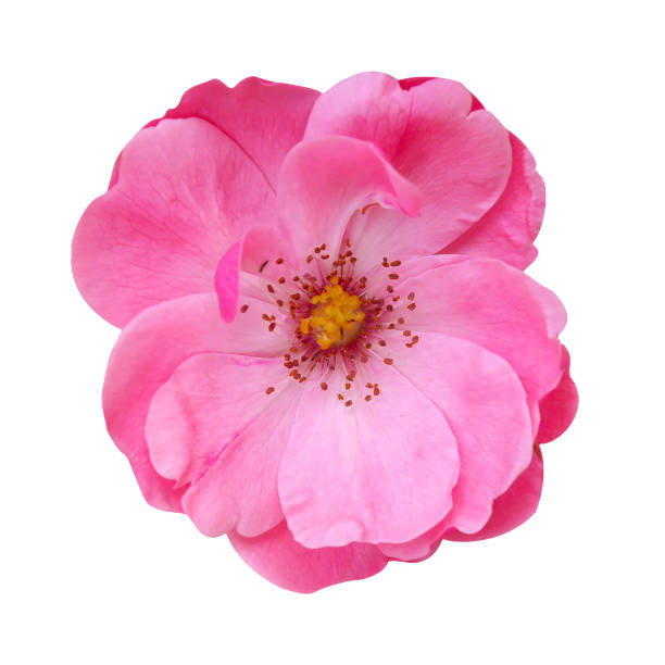 Pink Damask Rose flower (Rosa damascena) isolate on white background with clipping path.