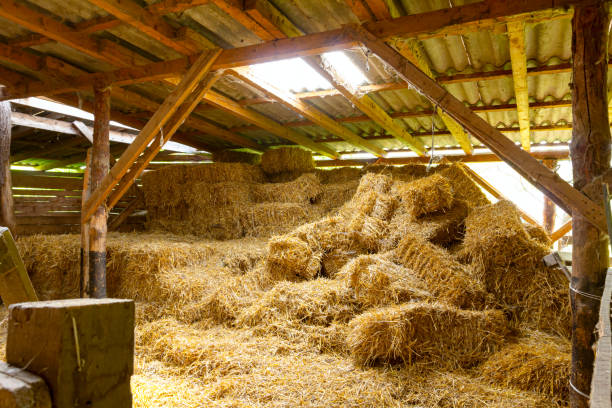 istock View on obsolete ancient wooden barn, straw bales 1333711757