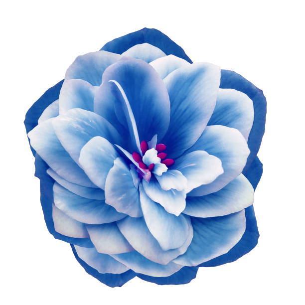 istock Blue flower  on white isolated background. Closeup. For design. Nature. 1333712004