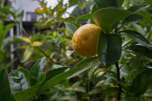 Lemon tree in the rain in the backyard with out-of-focus house and fence in the background