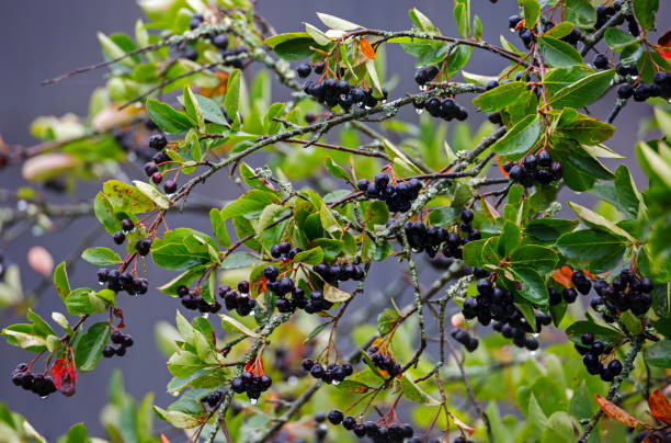 istock A bush of black-fruited mountain ash (aronia). 1333713901
