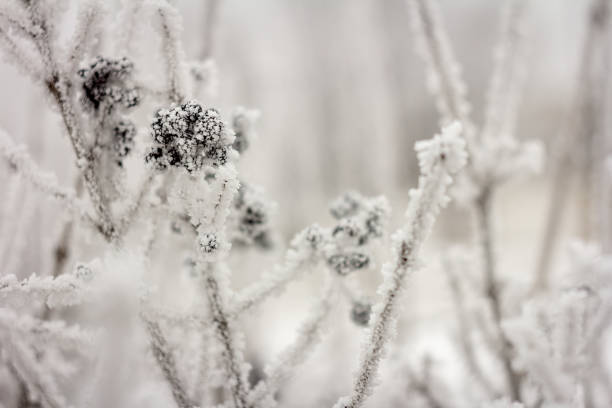 wolfberry congelado cubierto de hielo - wolfberry fotografías e imágenes de stock