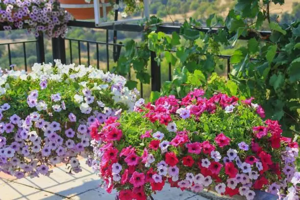 Selective focus to foreground. Blooming overflowing blooming pink and purple petunia flowers (Petunia Hybrida) in pots and wild grape vine on blurred balcony of cozy garden terrace.
